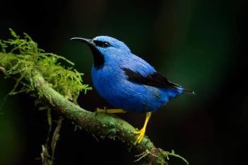 Birdwatching & morning tour in Manuel Antonio, Costa Rica